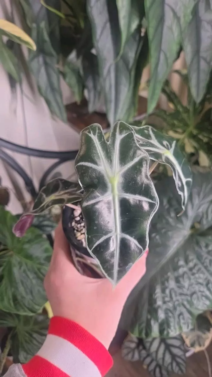Alocasia Polly thumbnail