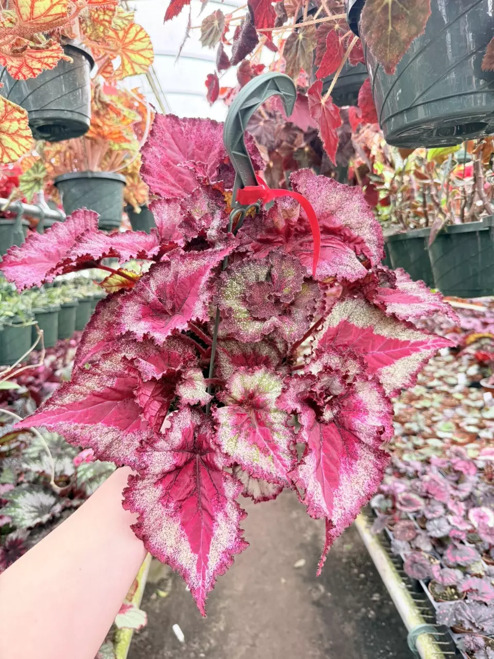 Harmony’s Very Raspberry Begonia Starter Growers Choice thumbnail