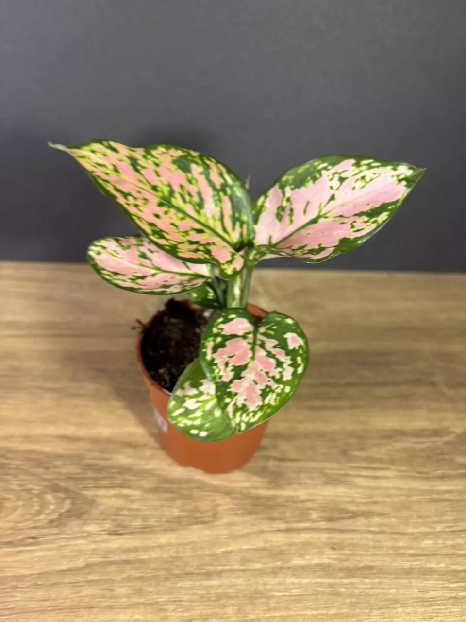 Aglaonema Favonian 3” 2611 thumbnail
