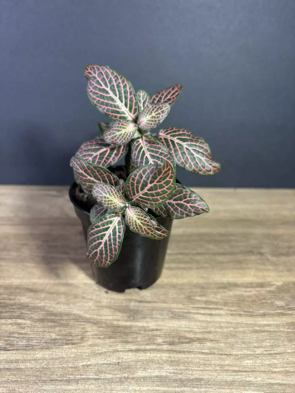 Fittonia Pink - Nerve Plant 3” thumbnail