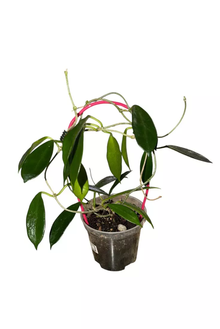 Hoya Longifolia #638 thumbnail