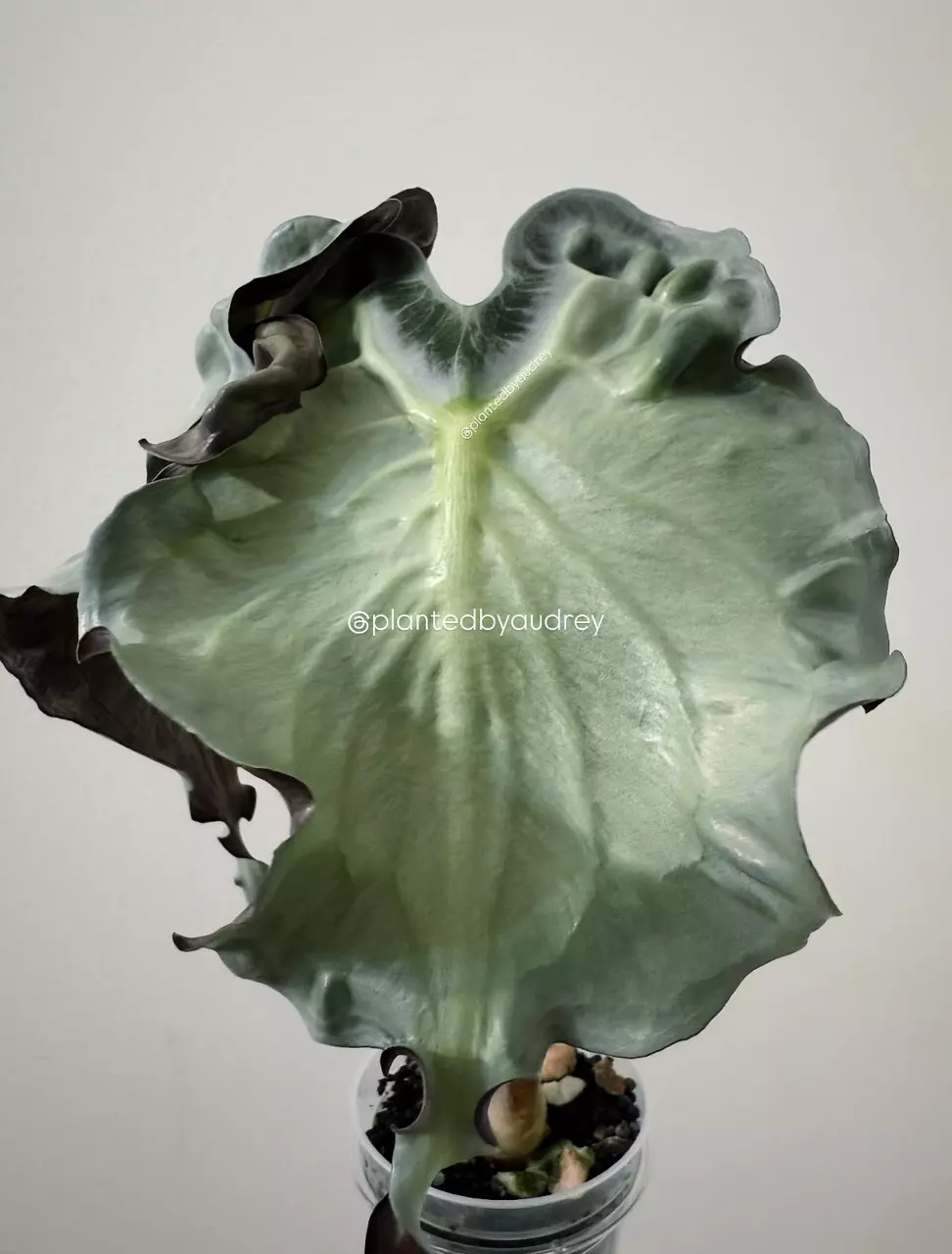 Alocasia Venom thumbnail