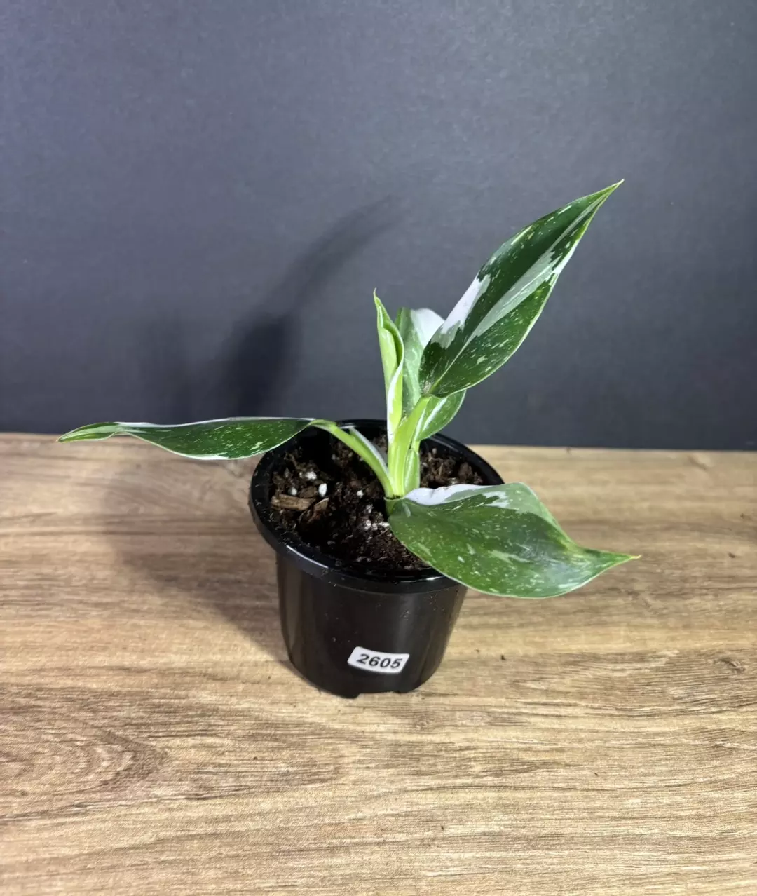 Philodendron White Wizard 3” 2605 thumbnail