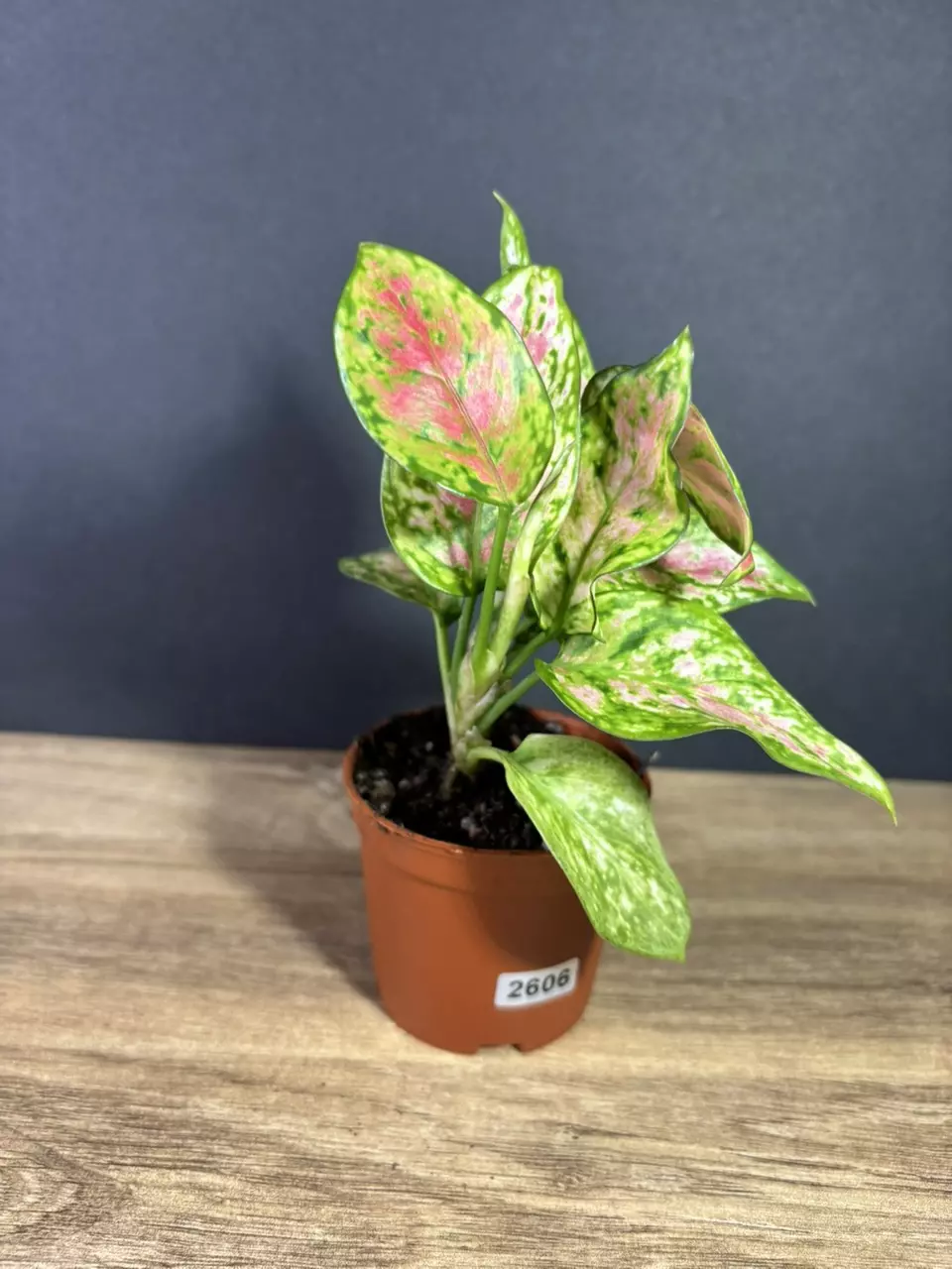 Aglaonema Favonian 3” 2606 thumbnail