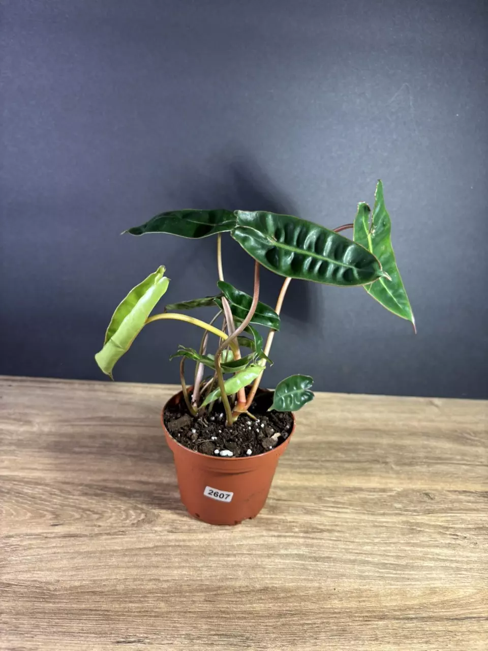 Philodendron Billietiae 4” 2607 thumbnail