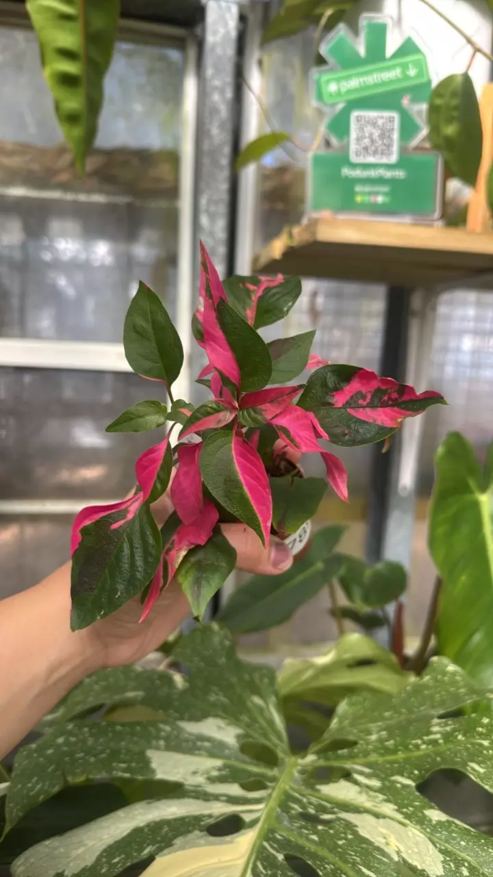 789 Alternanthera Party Time thumbnail