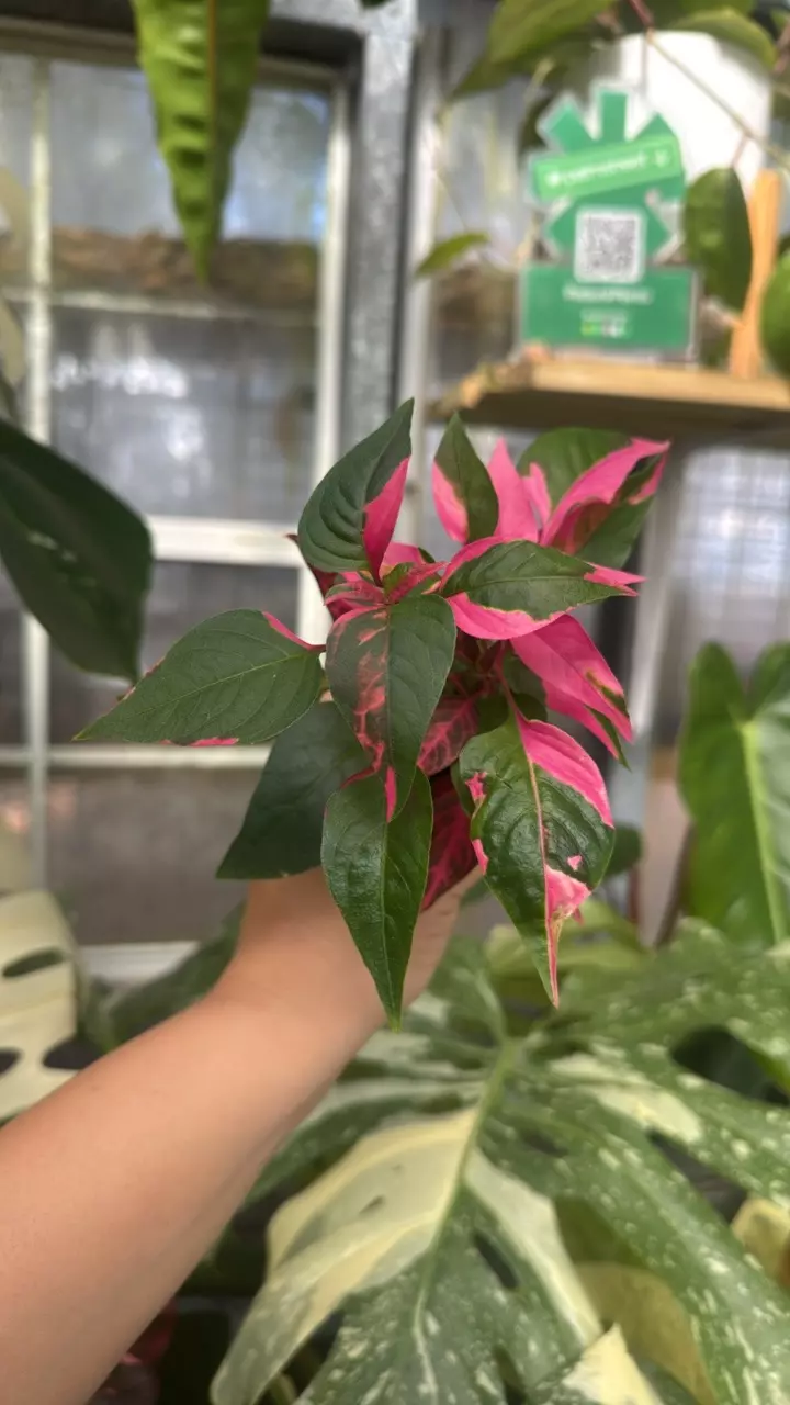 755 Alternanthera Party Time thumbnail