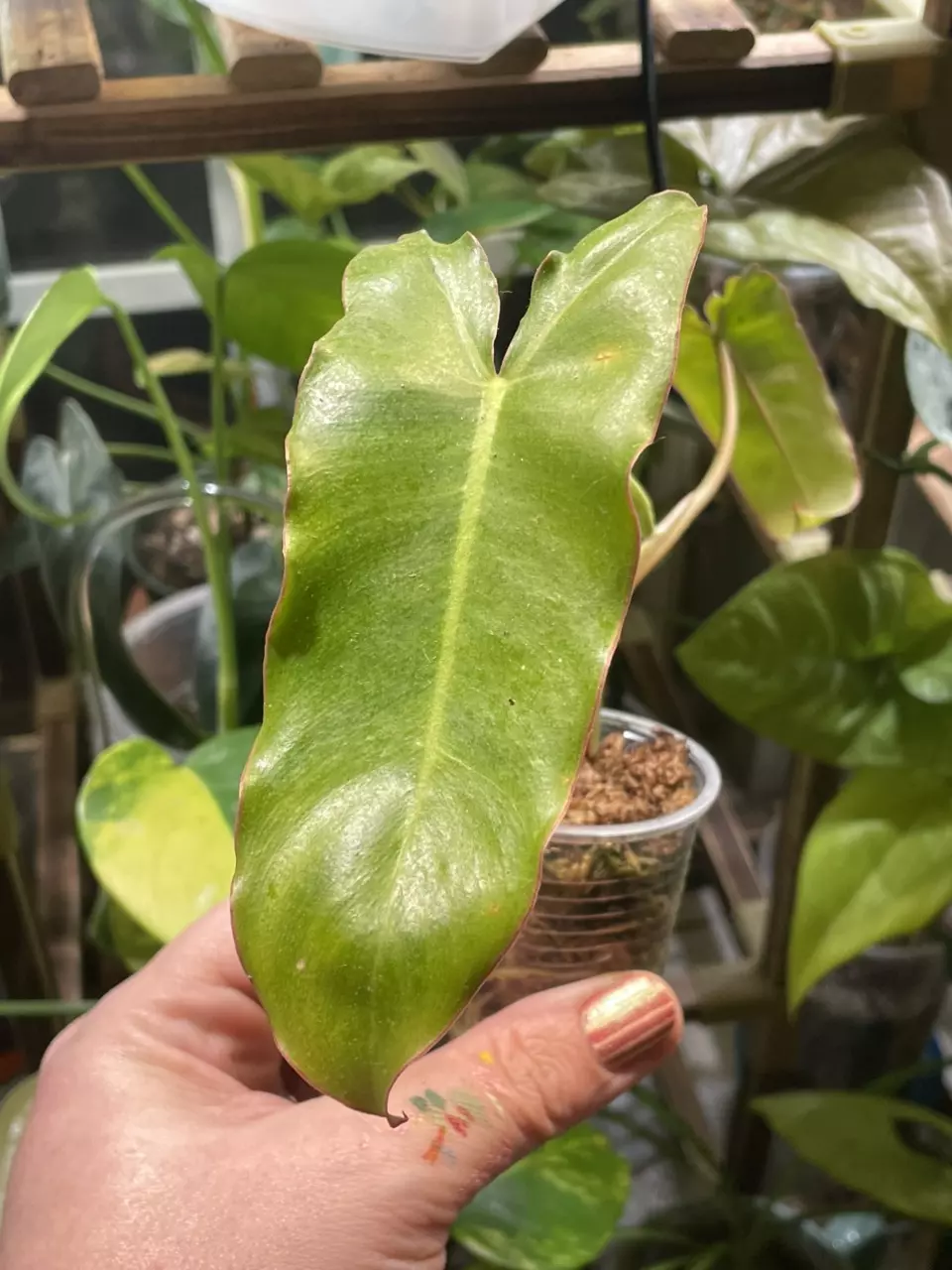 Philodendron Billie thumbnail