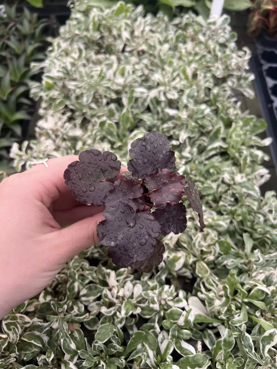 Heuchera dark knight Starter Plant growers choice thumbnail