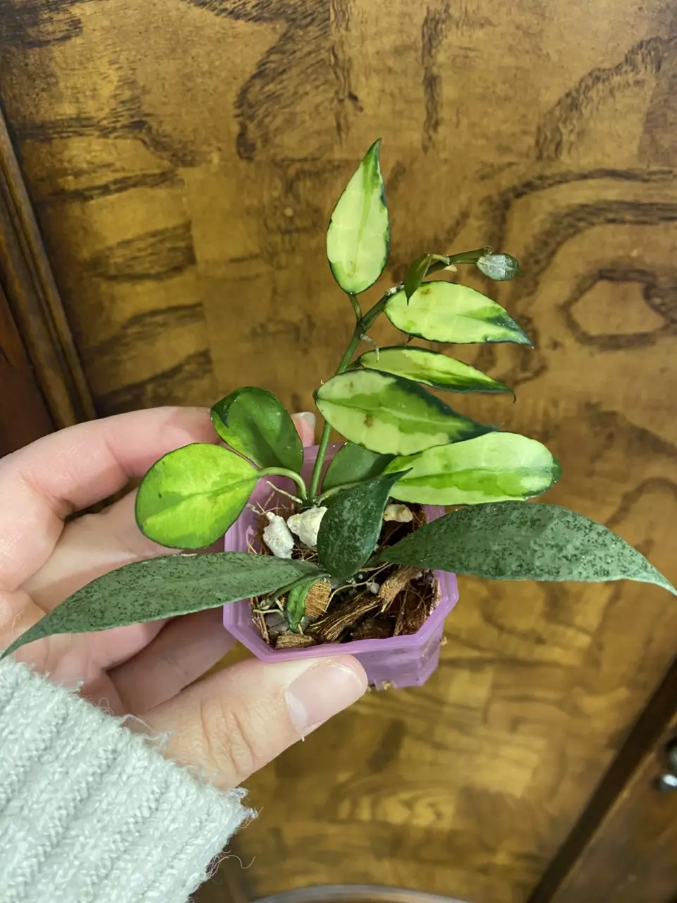 Frankenstein Pot of Hoya Lacunosa White Pearl and Hoya Lacunosa Agni thumbnail