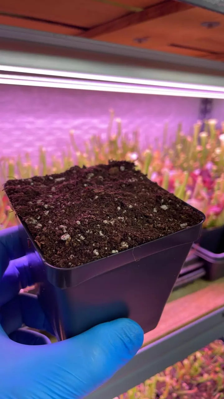 3.50” Pot with Sarracenia Mix thumbnail