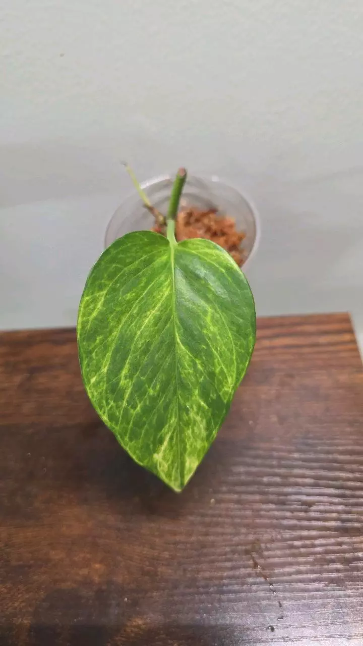 Epipremnum Aureum "Alta Voltagem" 459 thumbnail