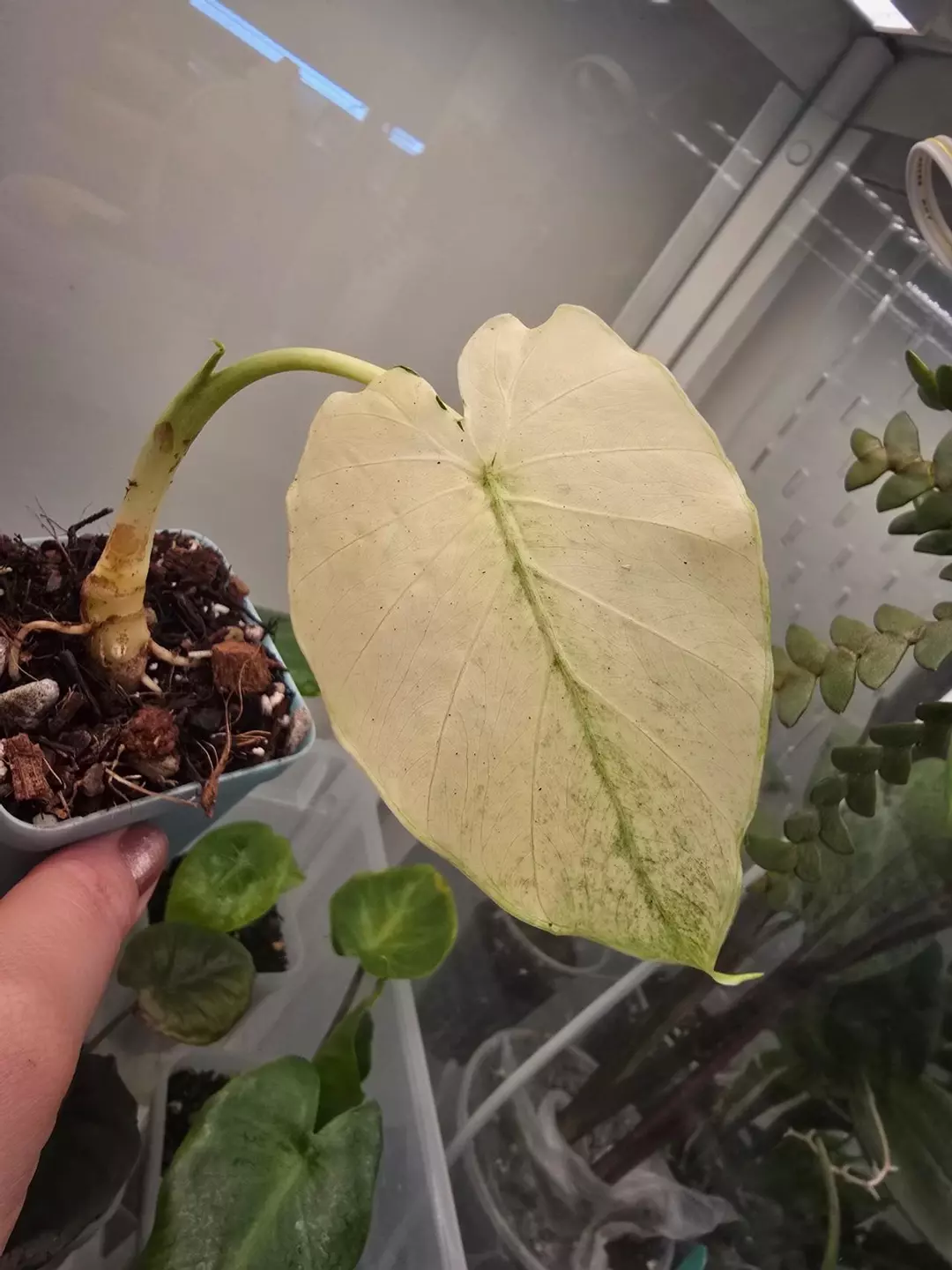Alocasia Gageana Albo/Mint thumbnail