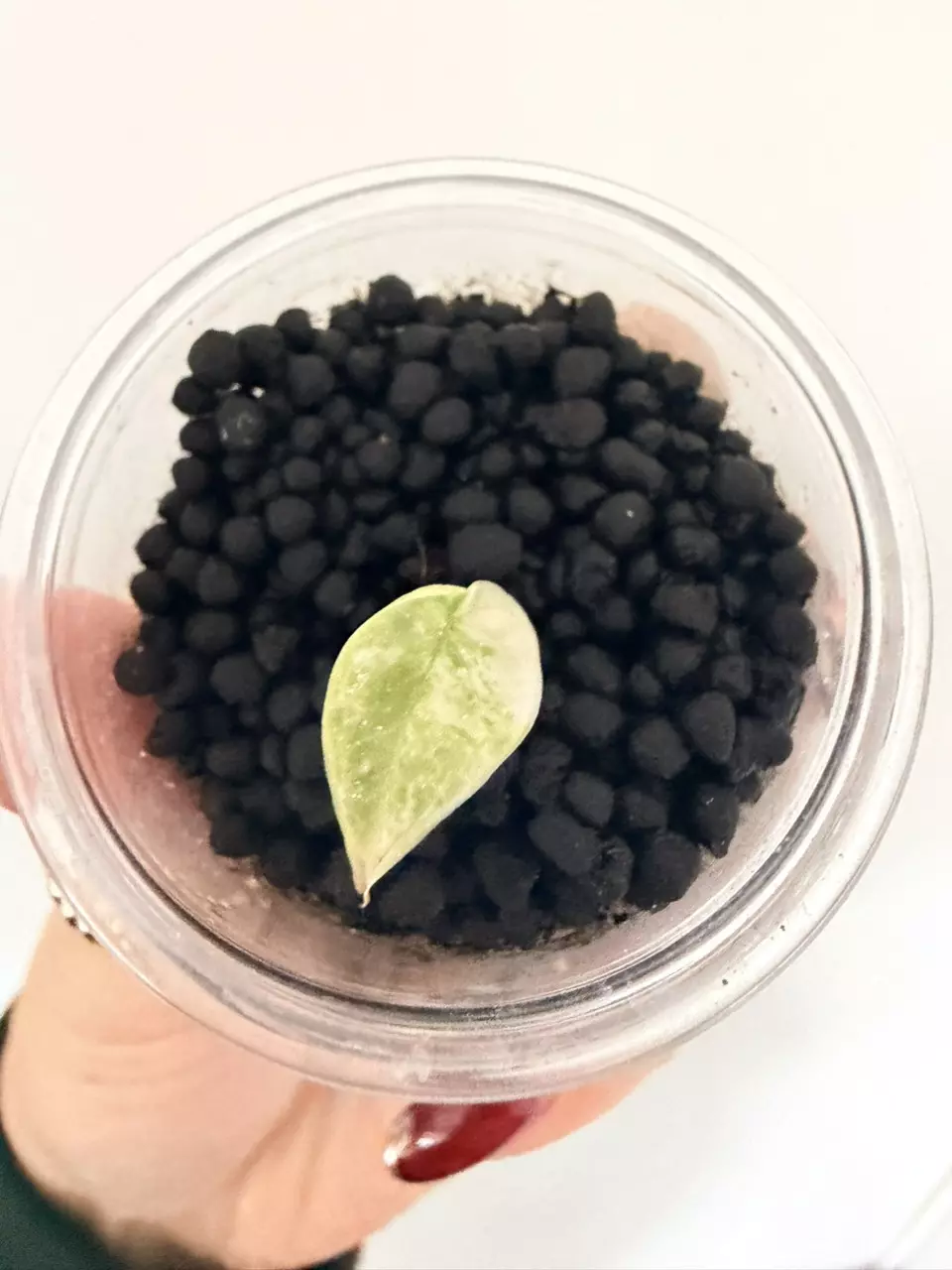 Dragon scale albo thumbnail