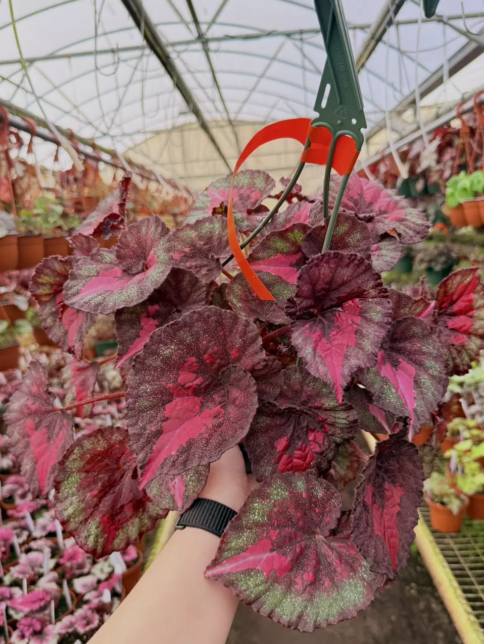 Harmony’s True Love Begonia Starter Plant Growers Choice thumbnail