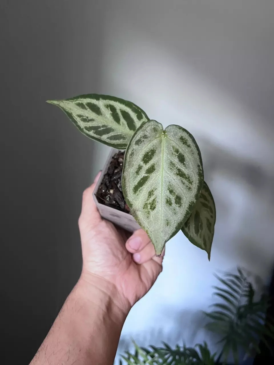 Anthurium Silver Blush X Forgetti thumbnail
