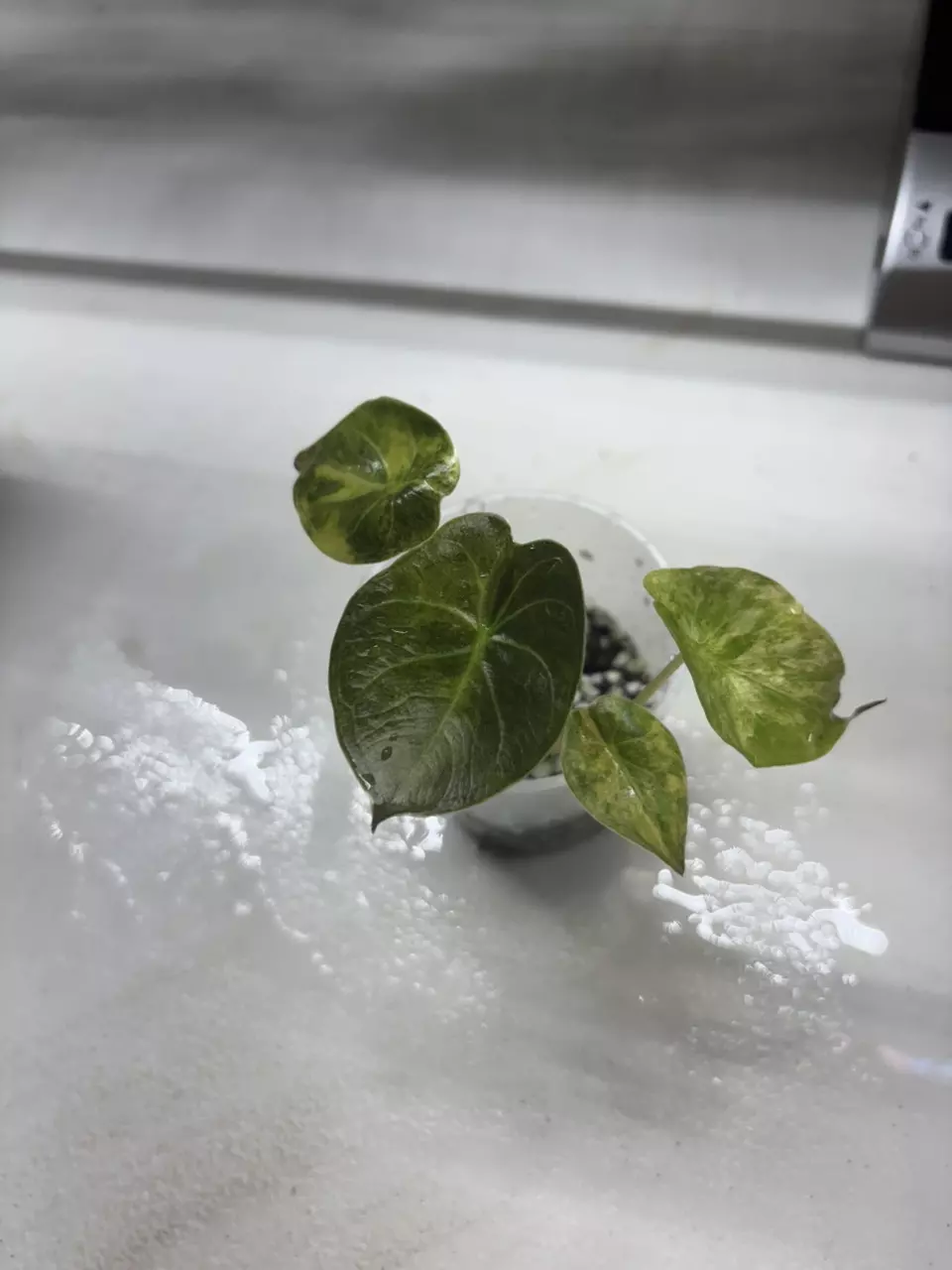 Wentii Aurea thumbnail