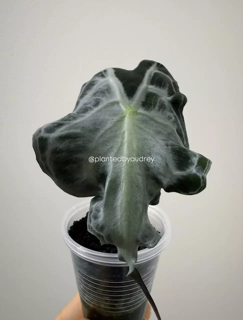 Alocasia Venom thumbnail