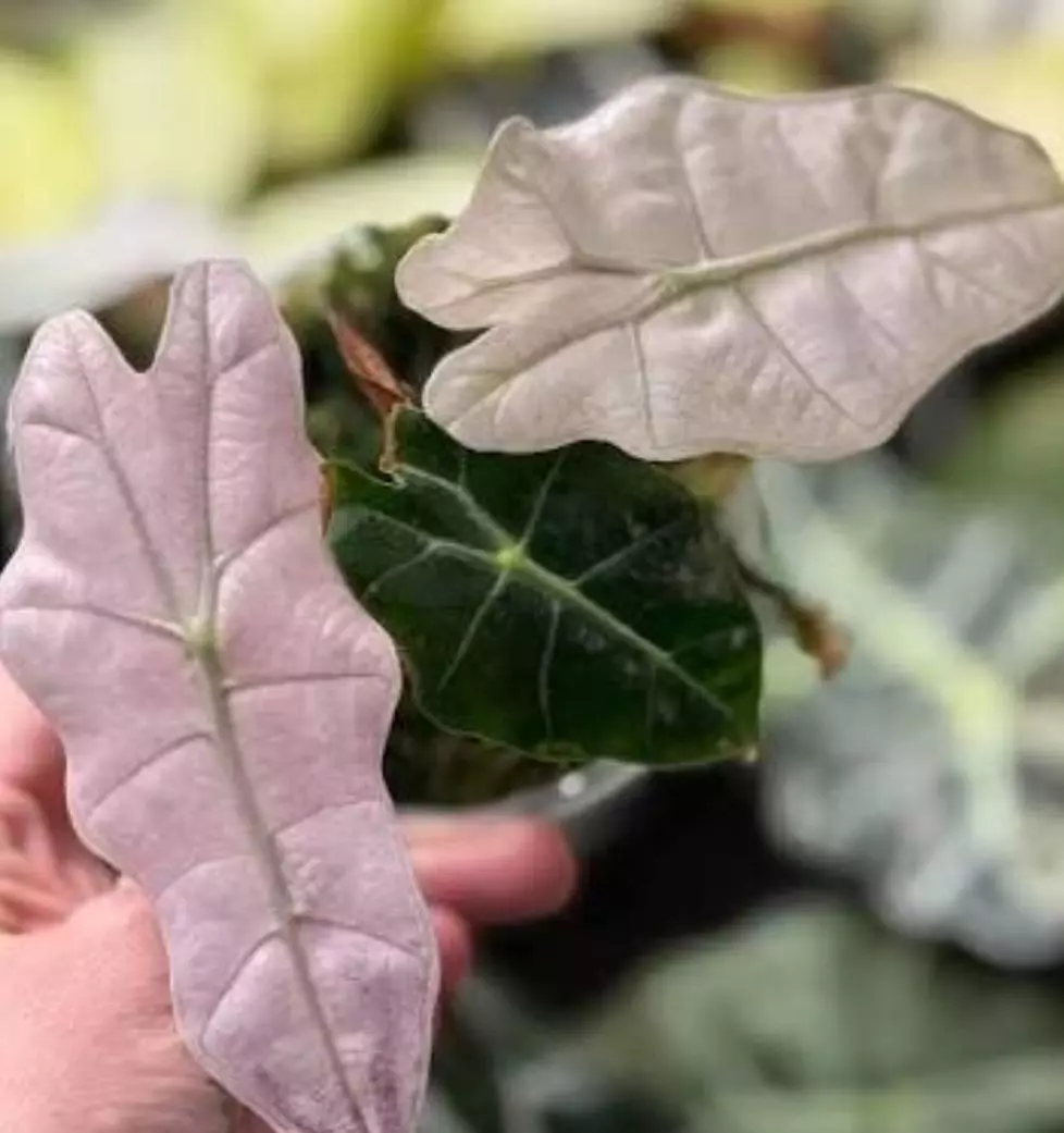 Alocasia Pink Polly Mint TC thumbnail