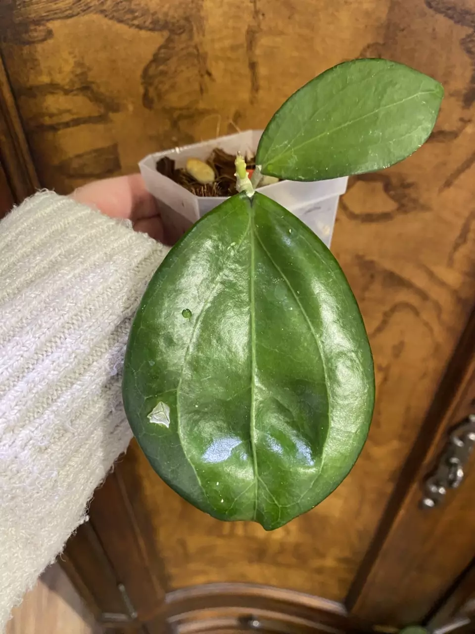 Hoya ‘Maliksi’ (UPT001) thumbnail