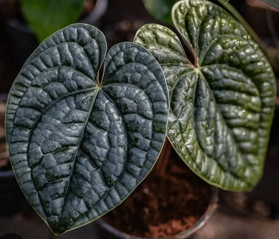 Antherium Luxurians TC thumbnail