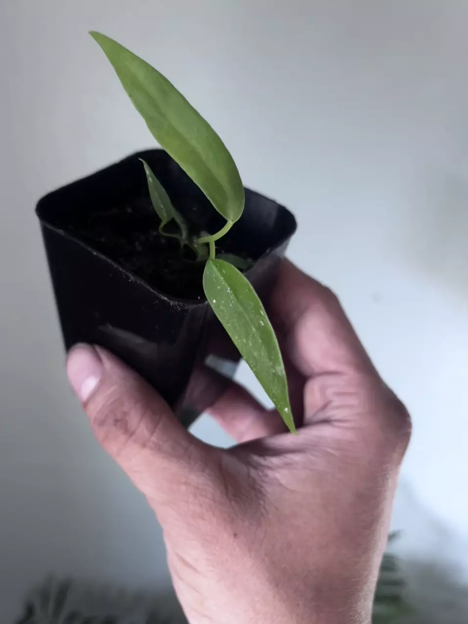 Anthurium Pallidiflorum thumbnail