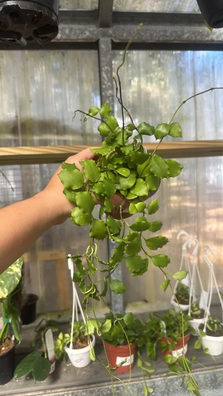 423 Hoya Endauensis thumbnail