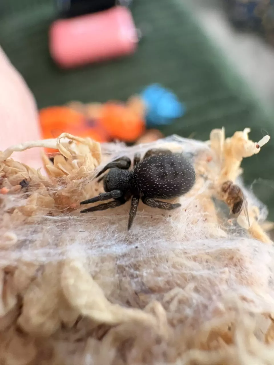 Eresus Elhennawyi .75” velvet spider thumbnail