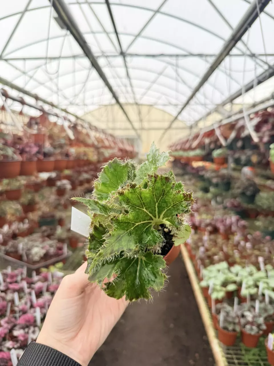 Oliver Twist Begonia Specific GL103 thumbnail