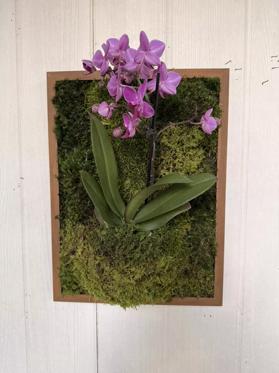 Preserved Moss & live Orchid wall art thumbnail