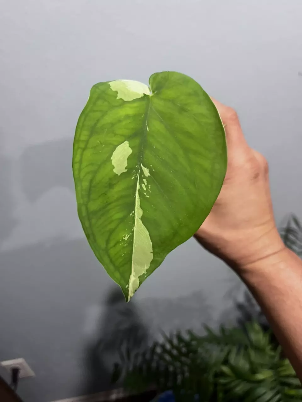 Syngonium Variegated Chiapense thumbnail