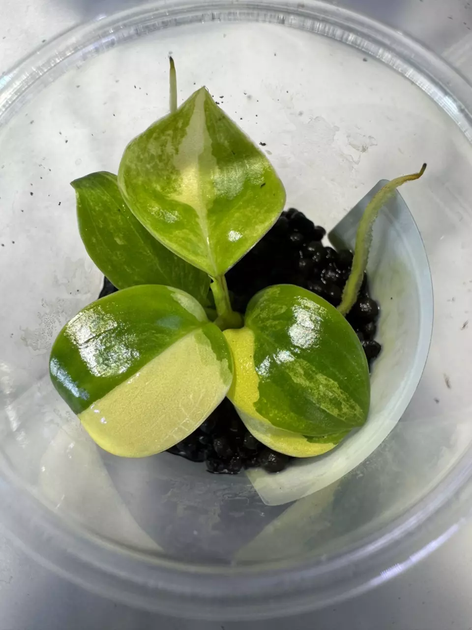 Philodendron variegated Burle Marx thumbnail