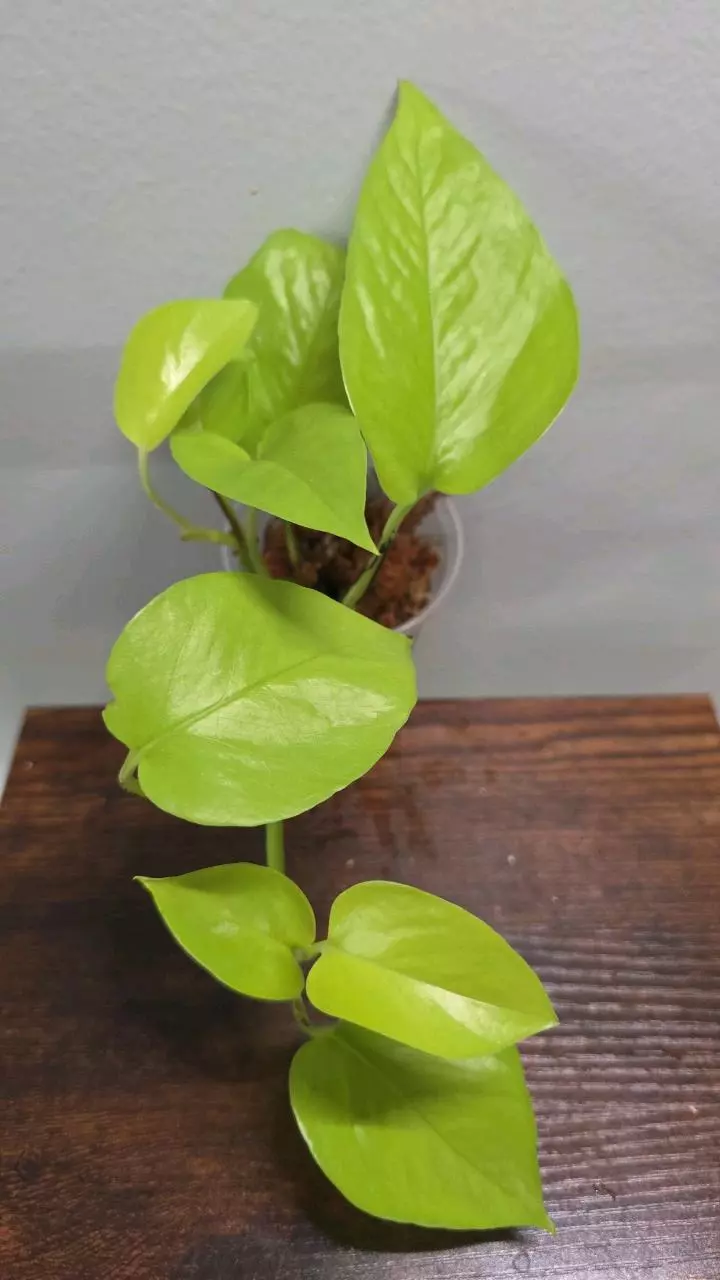 Neon Pothos 332 thumbnail