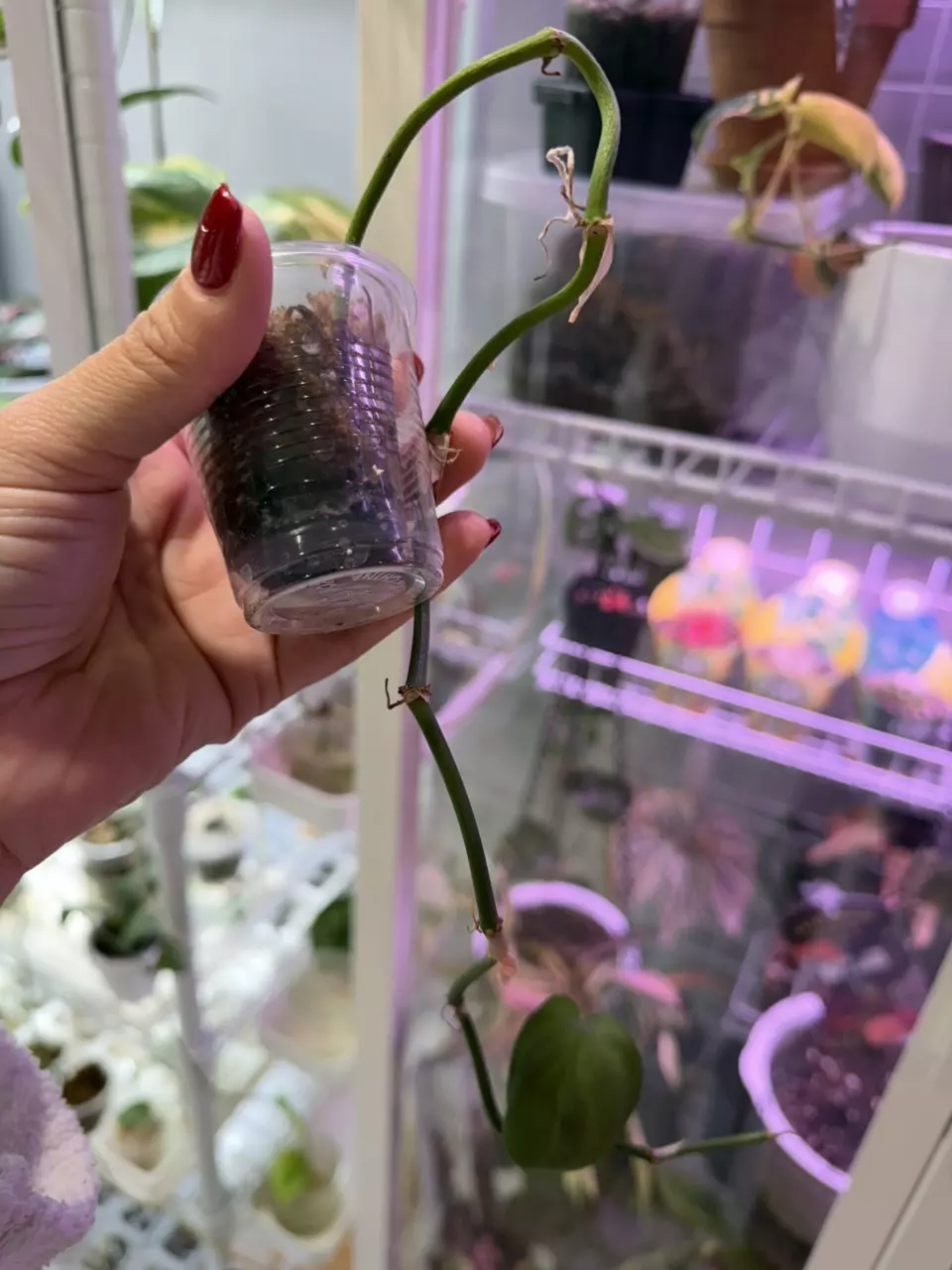 camposportoanum philodendron thumbnail