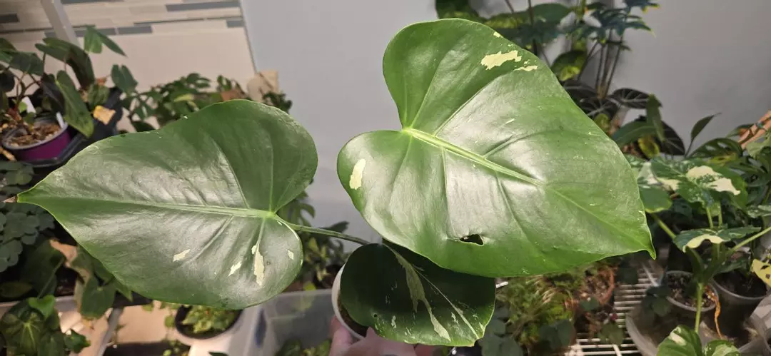 Large Form Albo (Seed Sport) thumbnail