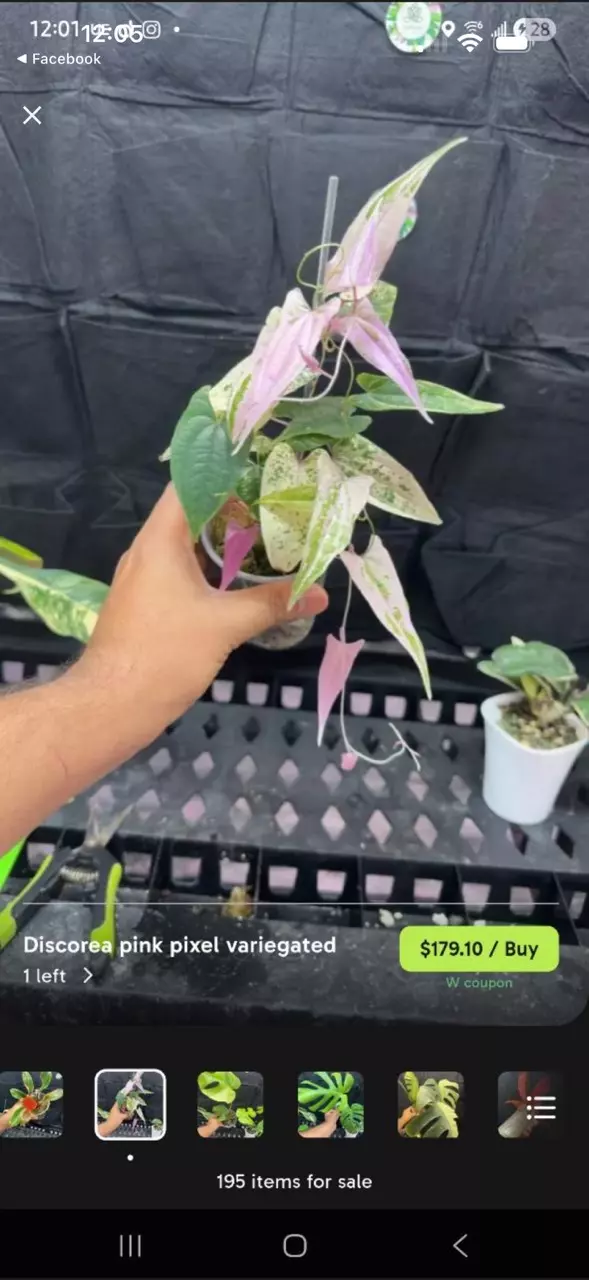 Discorea pink pixel and Goblin thumbnail