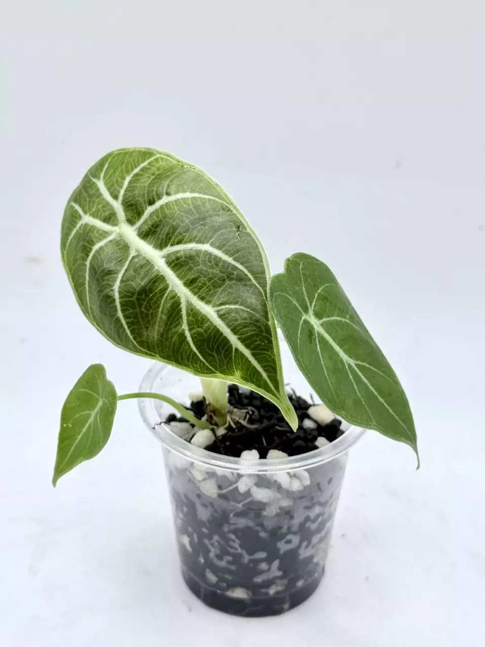 Alocasia Watsoniana from TC, pink mother thumbnail