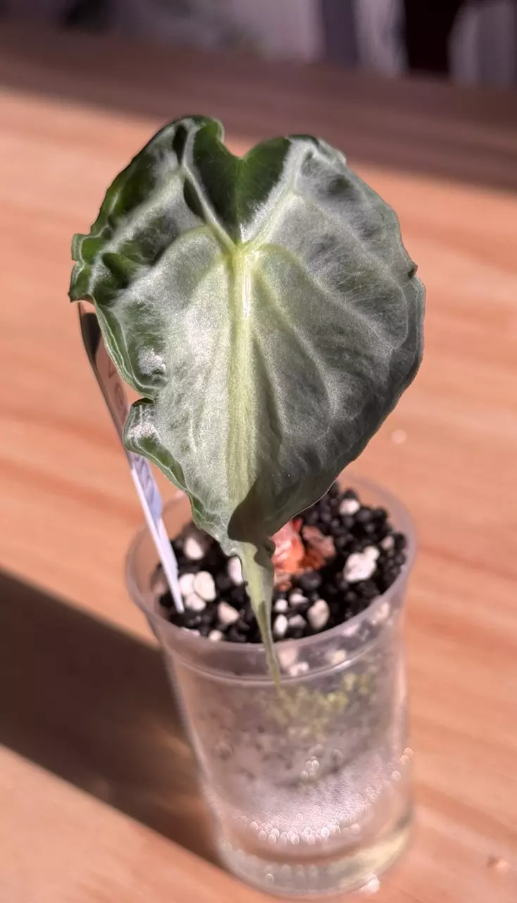 Venom CORM thumbnail