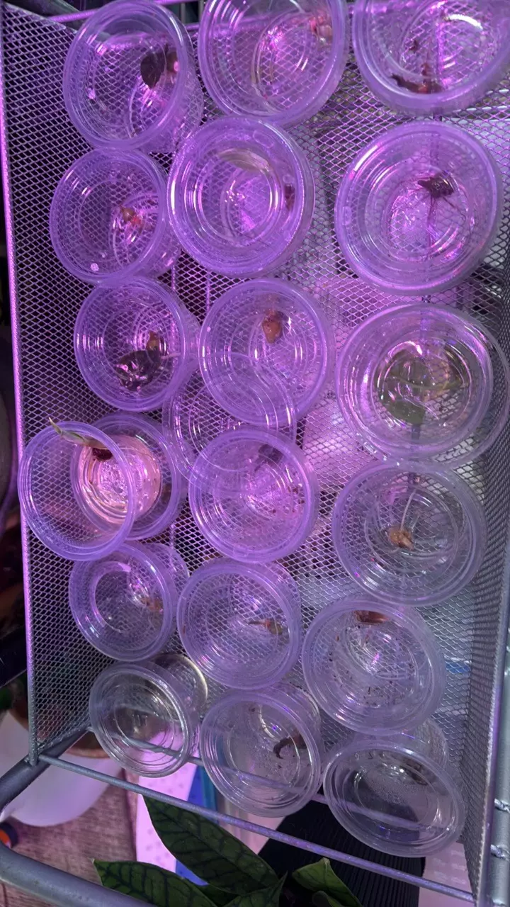 Mystery corm thumbnail