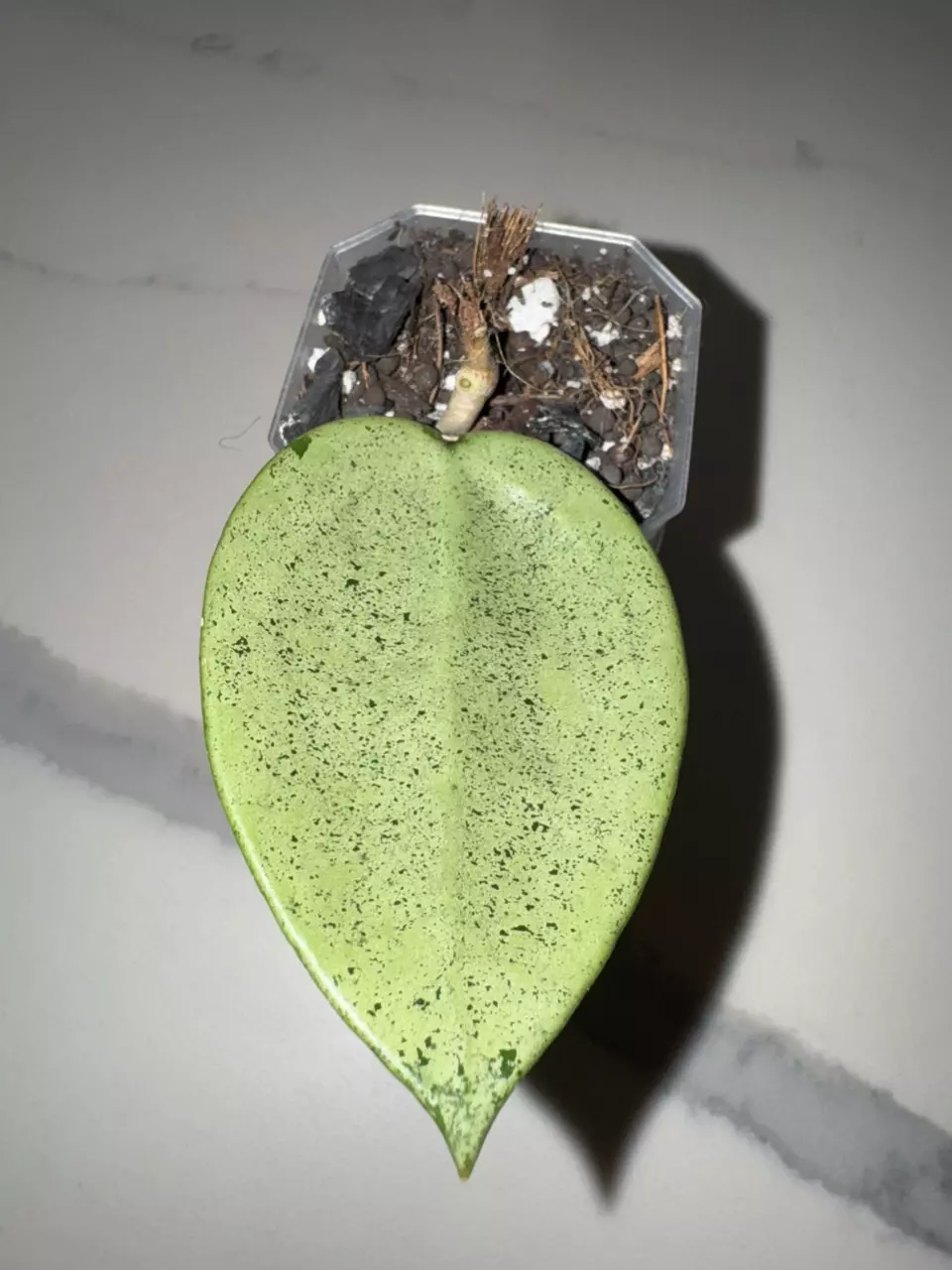 Hoya verticillata silver (heart leaf) thumbnail