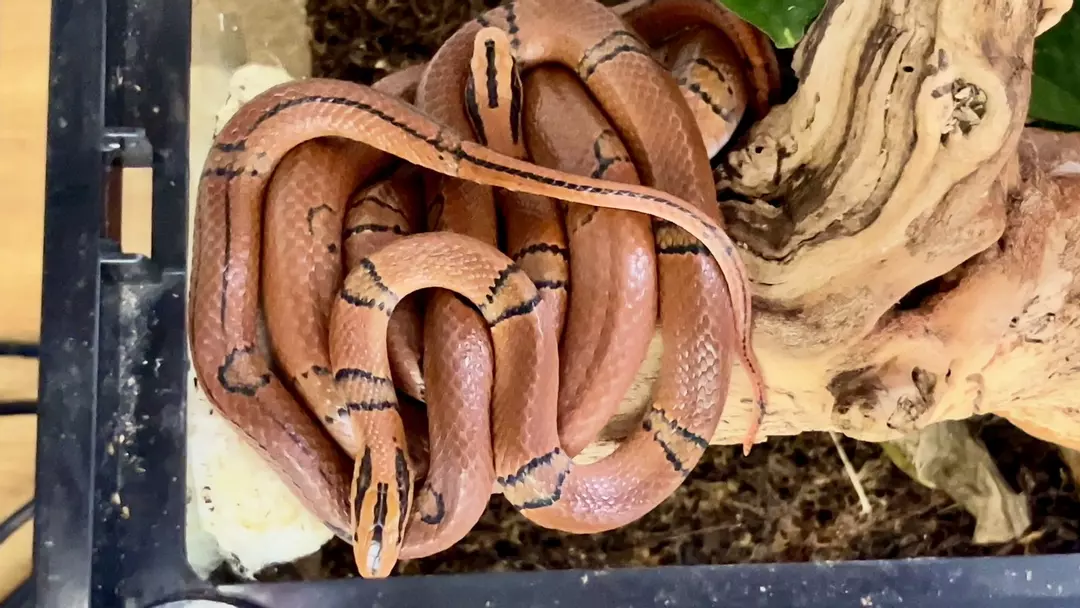 Yunnan Mountain Rat Snake 1.1. Proven Pair thumbnail