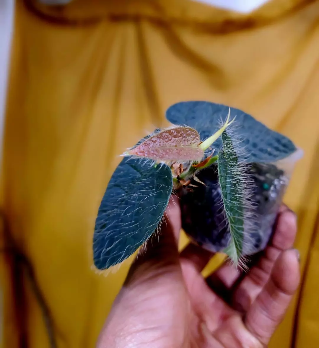 Ficus Villosa 🪴 Rooted Starter Plant ✨️ RARE 🦄 thumbnail