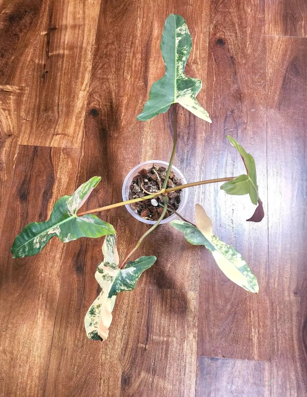 Rare Brown Beauty Philodendron 🦄 thumbnail