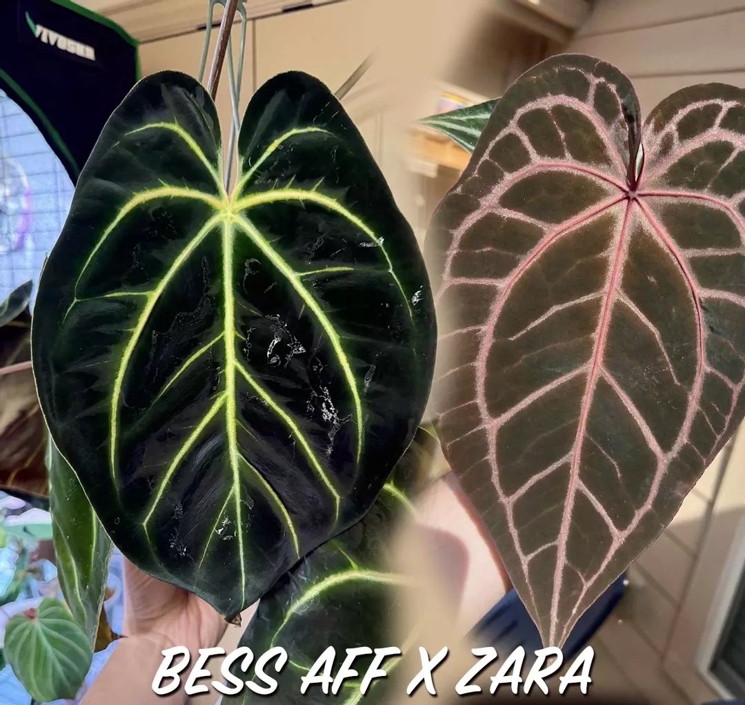 Bess aff x Zara seedling thumbnail