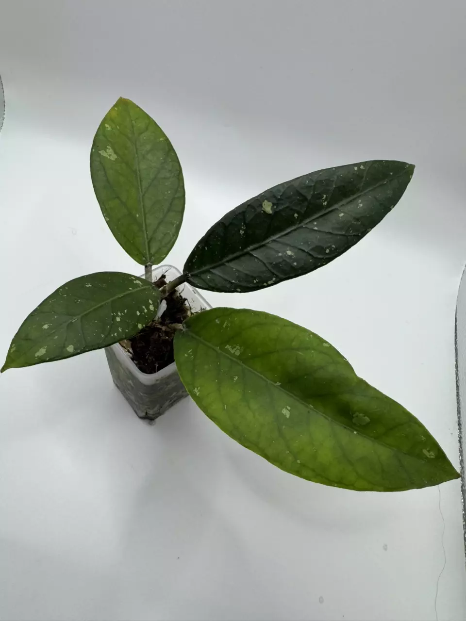 Hoya sp Aceh Gayo Lues thumbnail