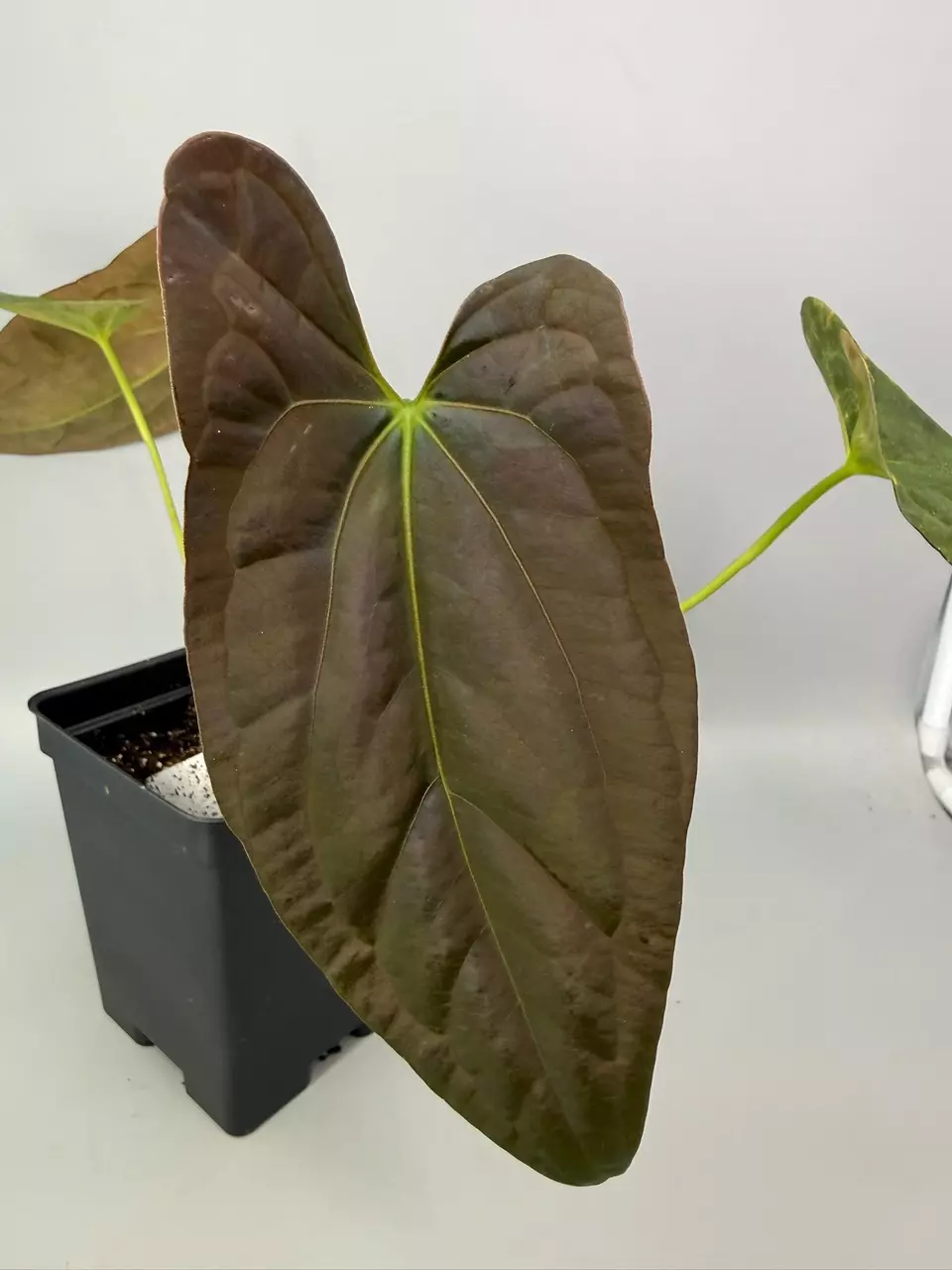 RLFS x Lago Gatun Pure Pap Flowering Size thumbnail