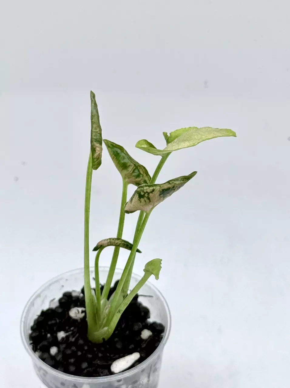 Syngonium Pink Rolli GC from TC thumbnail