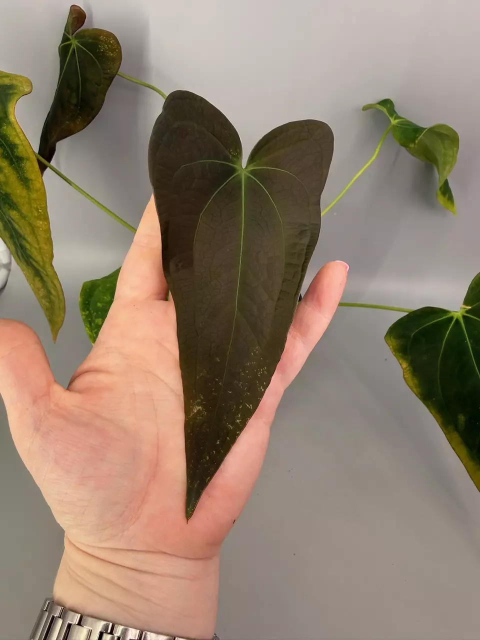 NOID x Lago Gatun Pap thumbnail