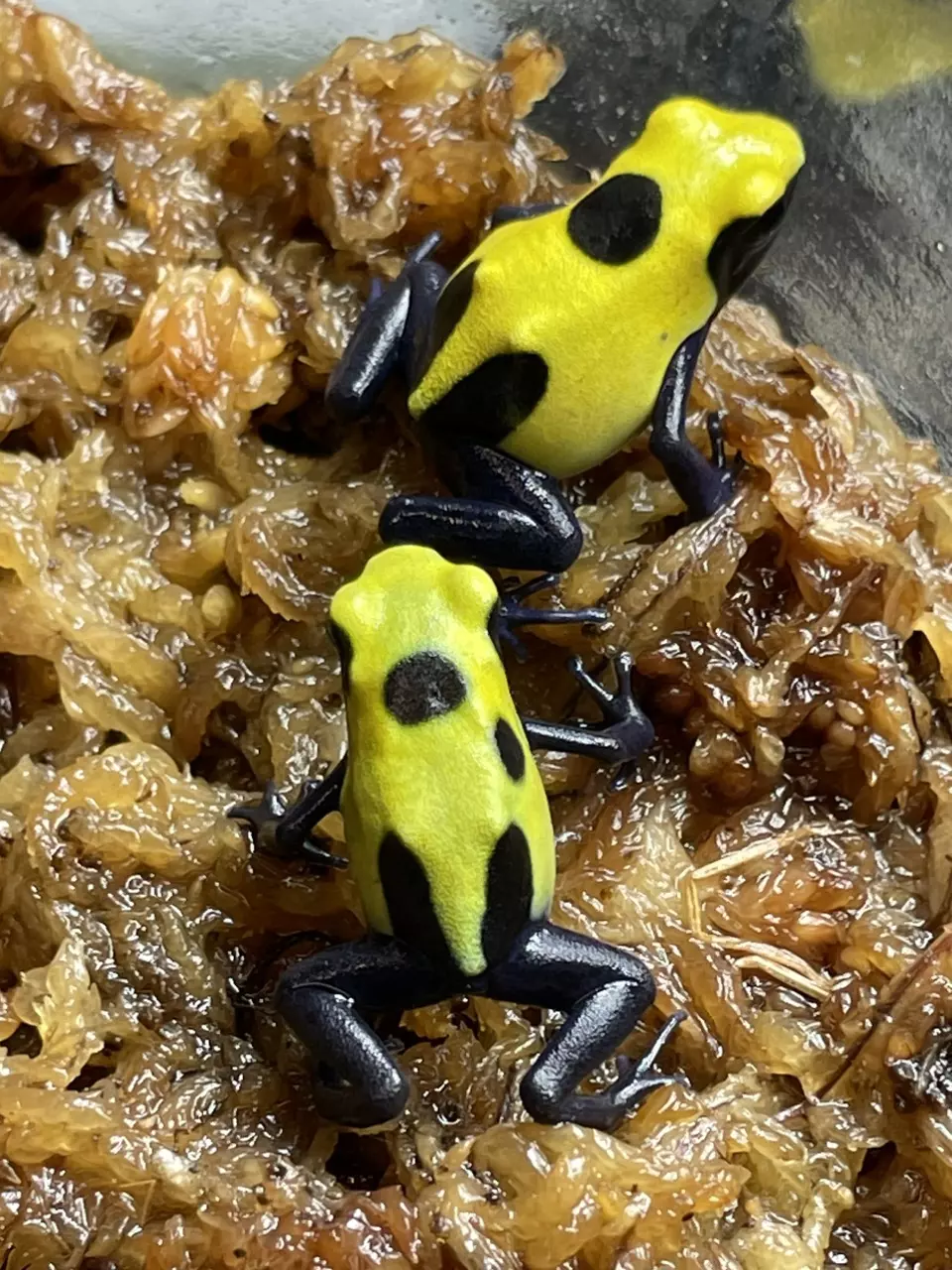 Dendrobates tinctorius ‘Citronella’ 2 pack thumbnail