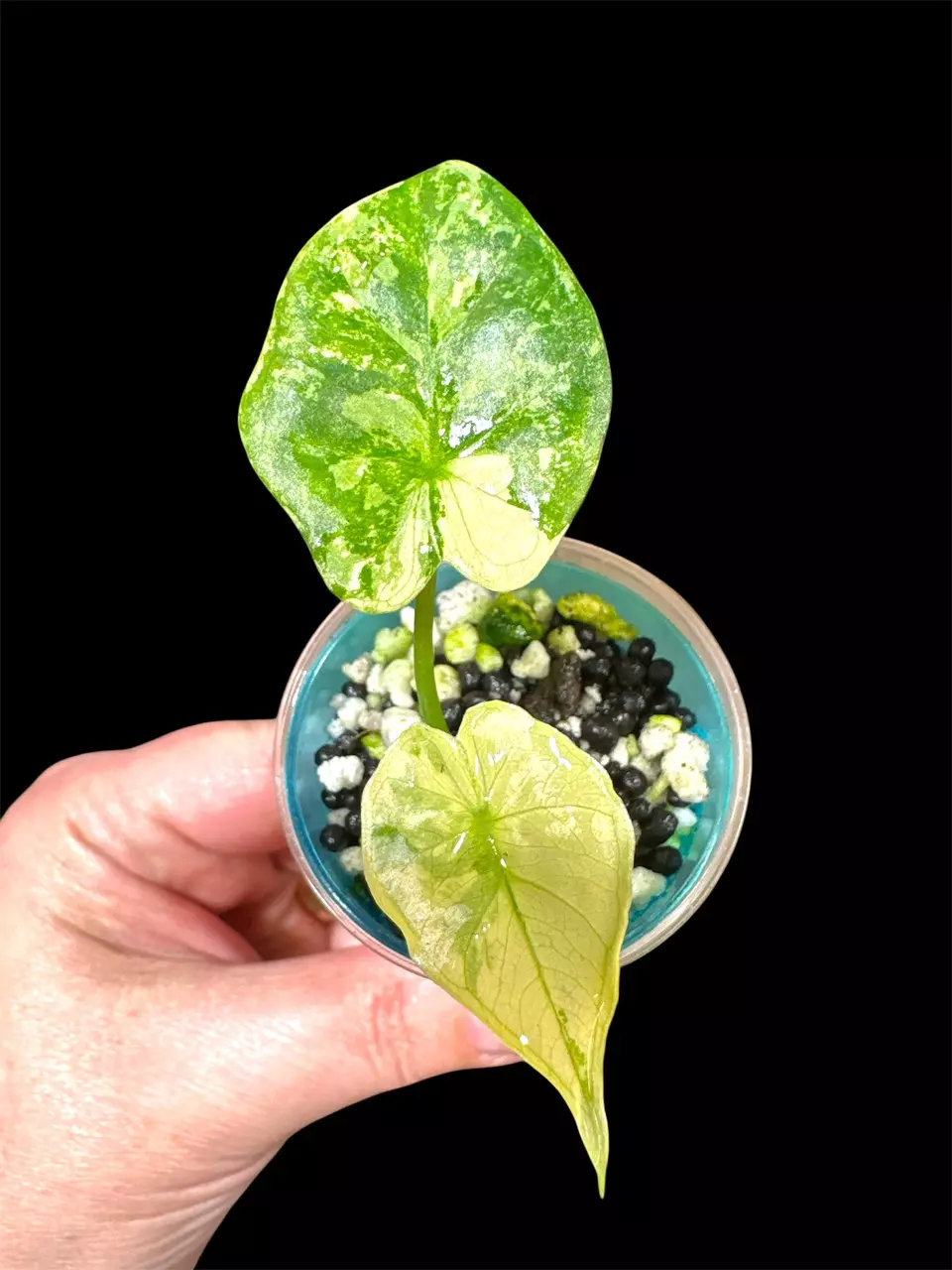 719 Variegated Tyrion Corm Grown thumbnail